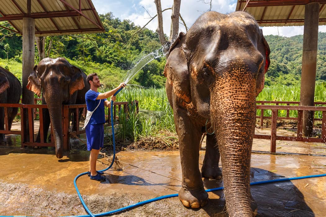 elephant being washed down with a hose